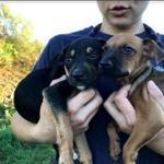Two of the mixed-breed dogs from Puerto Rico rescued by the Massachusetts Society for the Prevention of Cruelty to Animals-Angell arrived this week.